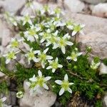 Moehringia ciliata Flower