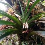 Jumellea triquetra Flower