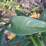 Oxera coriacea Hoja