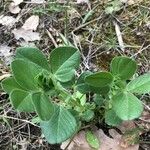 Vicia johannis Blatt