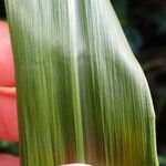 Paspalum fasciculatum Leaf