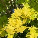 Acer shirasawanum Folha