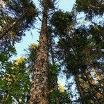 Abies sibirica Habitus