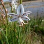 Asphodelus fistulosusFlower