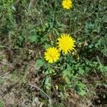 Sonchus tenerrimusCvet