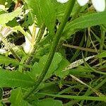 Leucanthemum ircutianum Kůra