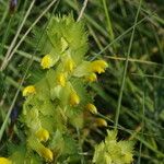 Rhinanthus major Квітка