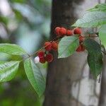 Protium rhoifolium 果實