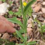 Iberodes linifolia Leht