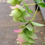 Origanum rotundifolium आदत