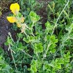 Crotalaria emarginella Hoja