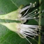 Maranthes panamensis Flor