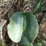 Smilax anceps برگ