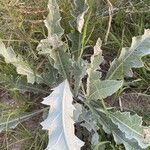 Cirsium texanum Fulla