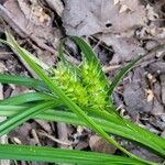 Carex lupulina Blomst
