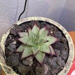 Echeveria agavoides Blad