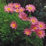 Tanacetum coccineum Цвят