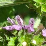 Ballota nigra Floare