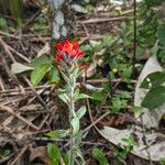 Castilleja arvensis Flors