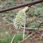 Salix caprea 花