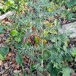 Asparagus aphyllus Habit