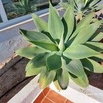 Agave attenuata Blatt