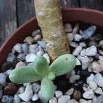 Pachyphytum oviferum Ďalší