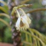 Elaeocarpus vieillardii Квітка