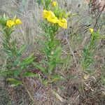 Oenothera biennis Habitat