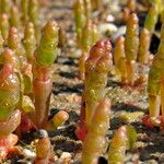 Salicornia europaea Folla