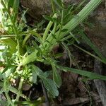 Reseda barrelieri Hoja