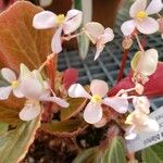 Begonia blancii