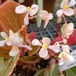 Begonia blancii Flor