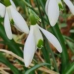 Galanthus nivalisKukka