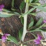 Lycium chinense പുഷ്പം
