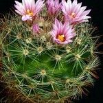 Mammillaria tepexicensis Агульны выгляд