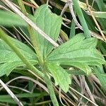 Ranunculus auricomus Leaf