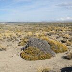 Chuquiraga aurea Habit