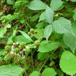 Rubus questieri その他の提案