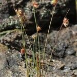 Juncus capitatus Vekstform