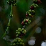 Coffea canephora Frutto