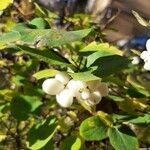 Symphoricarpos albusFruit