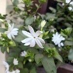 Jasminum grandiflorum Kvet