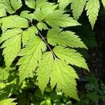 Actaea elata Leaf