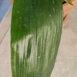 Aspidistra lurida List