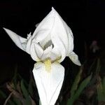Iris albicans Virág
