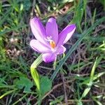 Crocus nudiflorusFlower