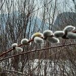 Salix discolor Flower