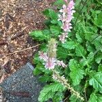Francoa appendiculata Flor