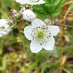 Rubus x uncinellus Virág